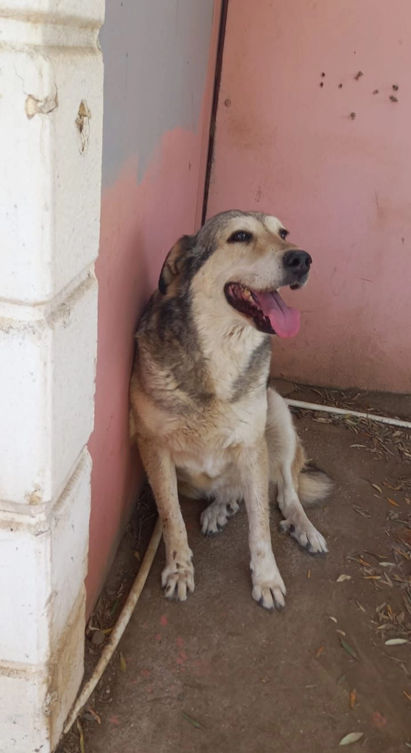 SOUL TO HELP ANIMALS e. V. - Tierschutzverein - Hund Gülen Yüz  