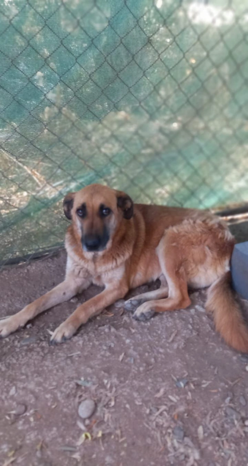 SOUL TO HELP ANIMALS e. V. - Tierschutzverein - Hund Arsız  