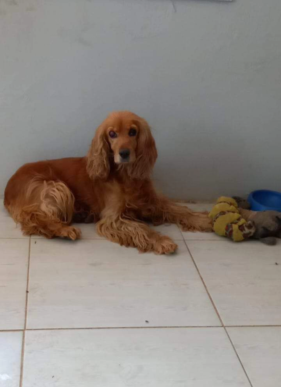 SOUL TO HELP ANIMALS e. V. - Tierschutzverein - Hund Mischa  