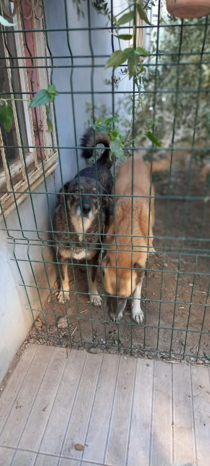 SOUL TO HELP ANIMALS e. V. - Tierschutzverein - Hunde im Käfig