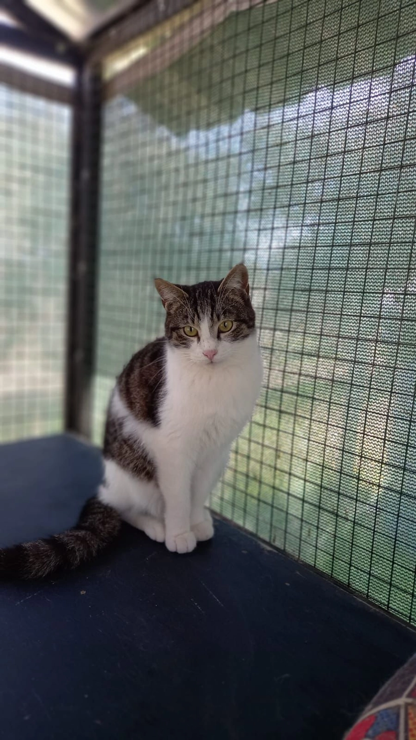 SOUL TO HELP ANIMALS e. V. - Tierschutzverein - Auffangstation für Hunde und Katzen in Izmir