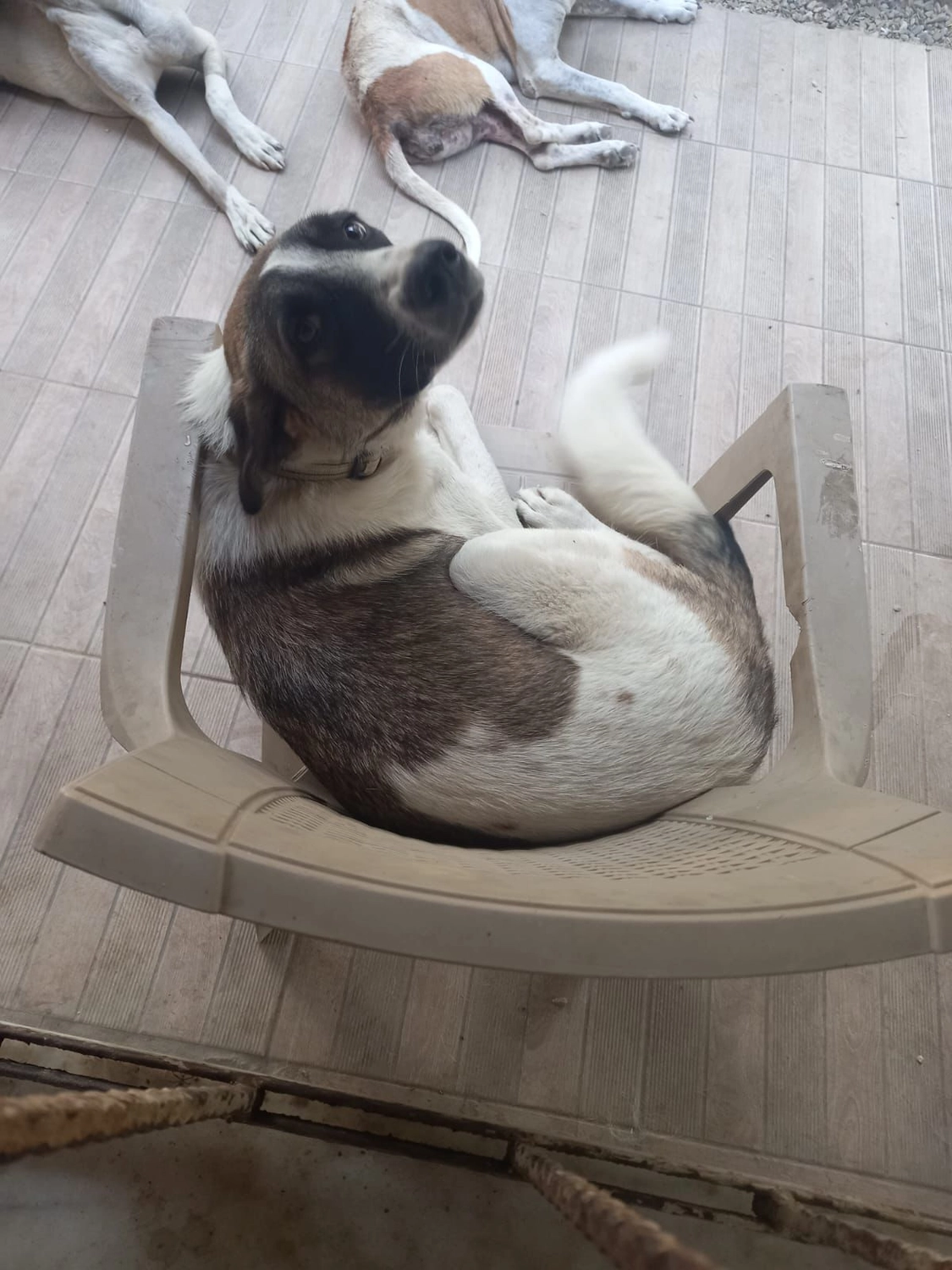 SOUL TO HELP ANIMALS e. V. - Tierschutzverein - Auffangstation für Hunde und Katzen in Izmir