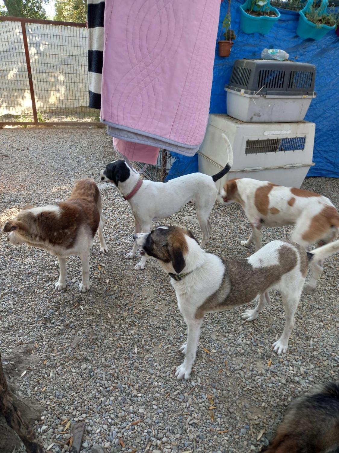 SOUL TO HELP ANIMALS e. V. - Tierschutzverein - Auffangstation für Hunde und Katzen in Izmir