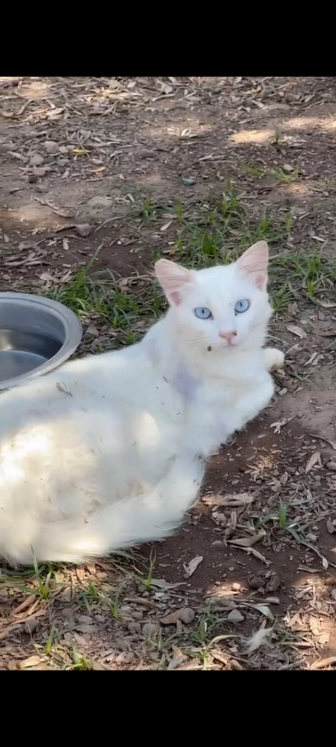 SOUL TO HELP ANIMALS e. V. - Tierschutzverein - Katzendorf in Bodrum