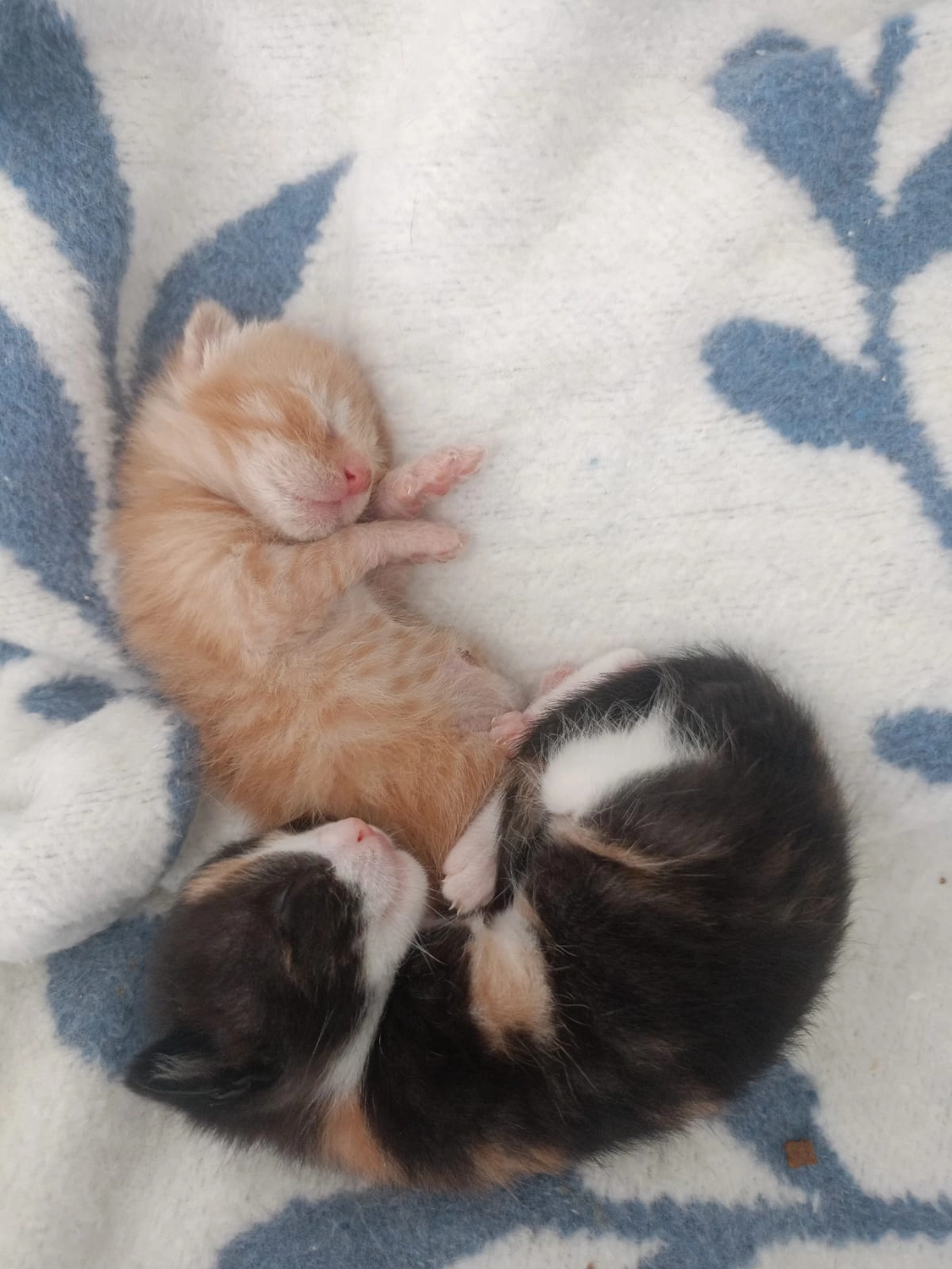 SOUL TO HELP ANIMALS e. V. - Tierschutzverein - Katzendorf in Bodrum