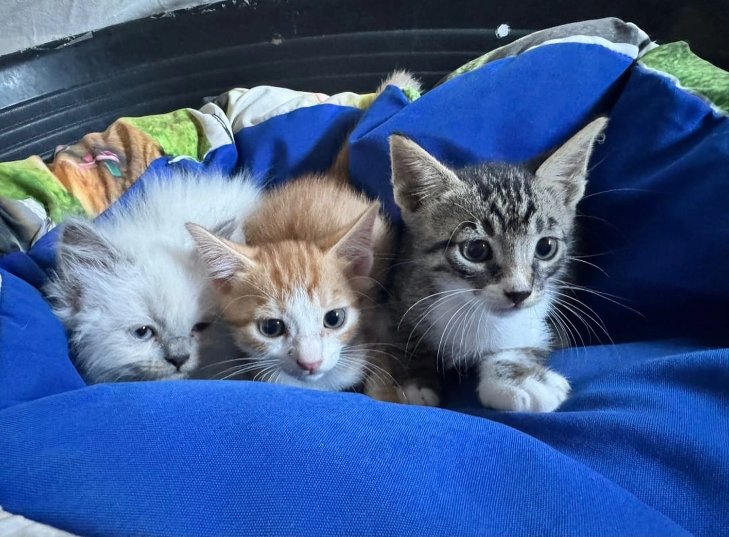 SOUL TO HELP ANIMALS e. V. - Tierschutzverein - Katzendorf in Bodrum