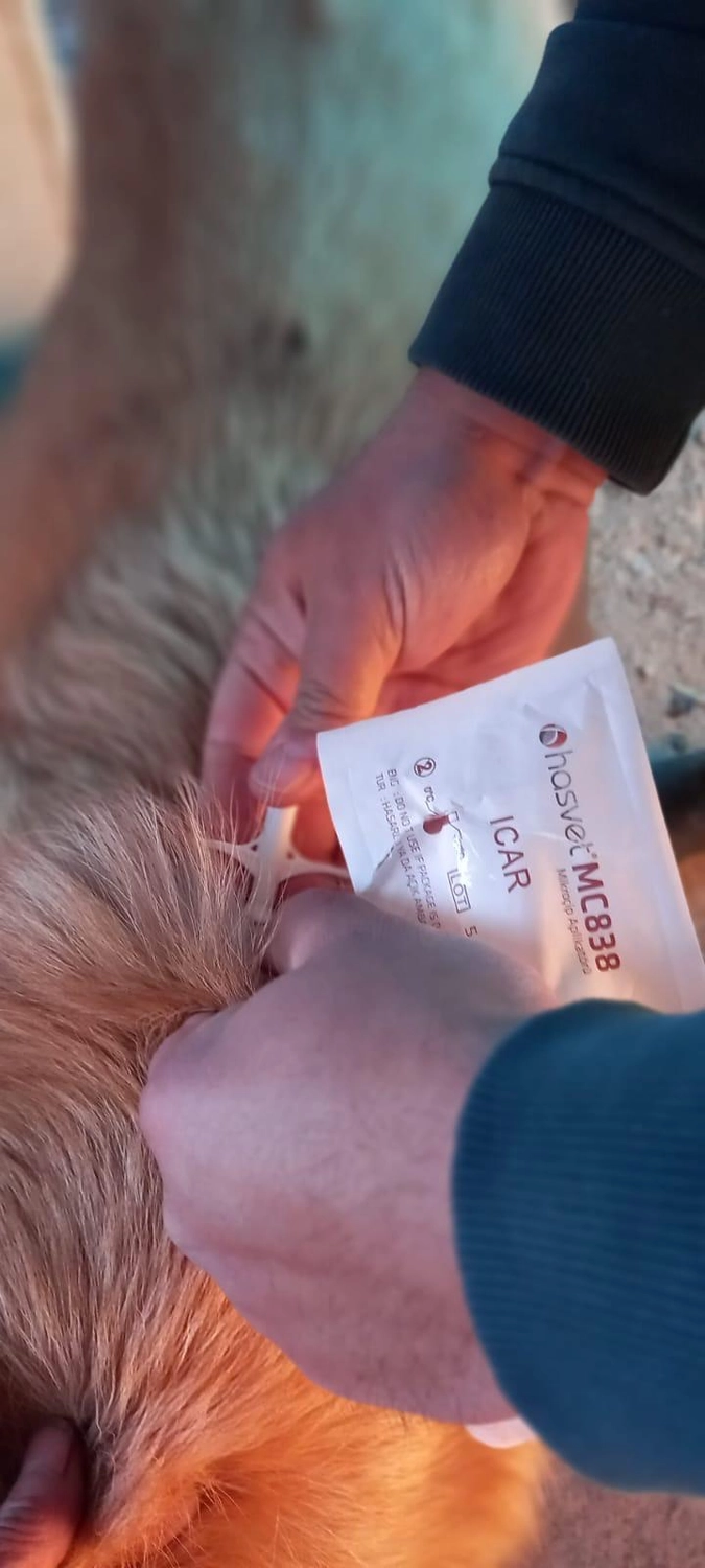 SOUL TO HELP ANIMALS e. V. - Tierschutzverein - Welpe