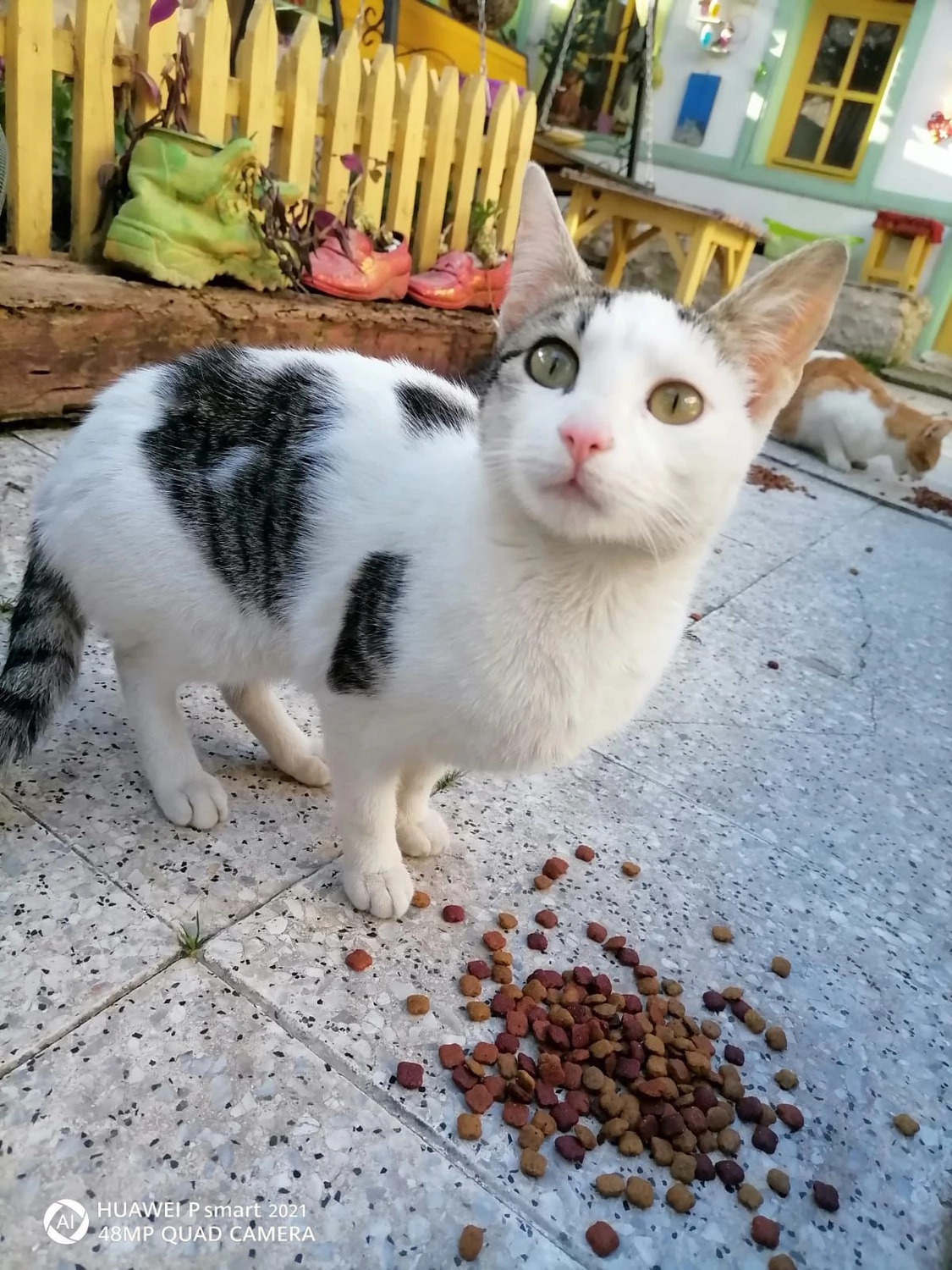 SOUL TO HELP ANIMALS e. V. - Tierschutzverein - Welpe