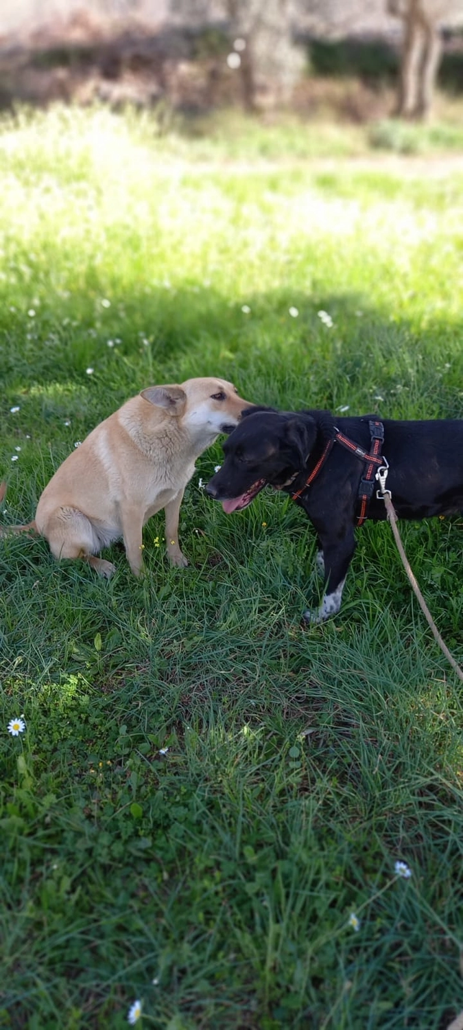 SOUL TO HELP ANIMALS e. V. - Tierschutzverein - Hunde spielen