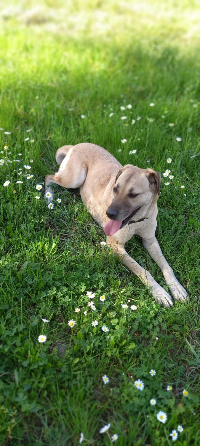 SOUL TO HELP ANIMALS e. V. - Tierschutzverein - Welpe