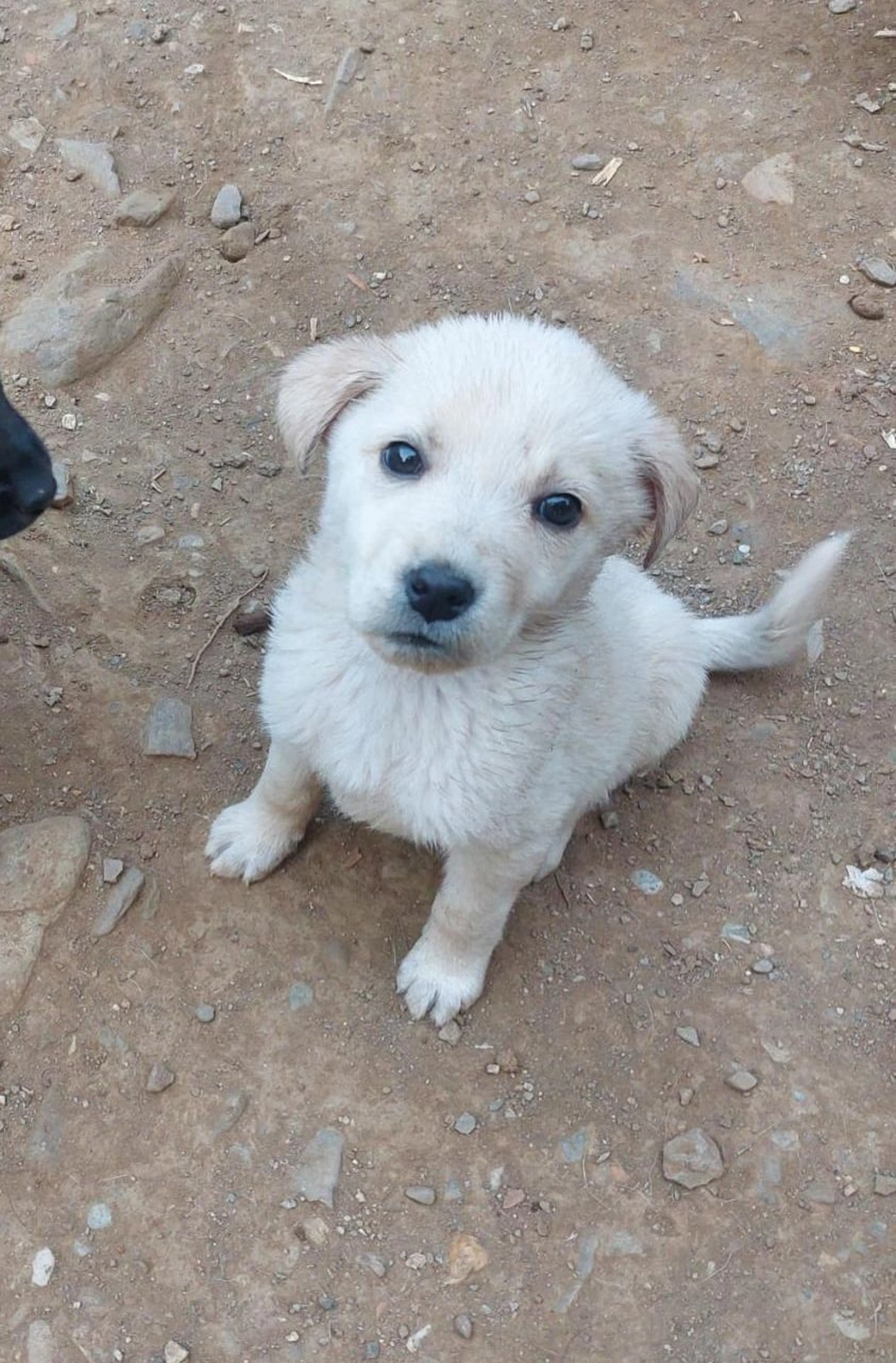 SOUL TO HELP ANIMALS e. V. - Tierschutzverein - Welpe