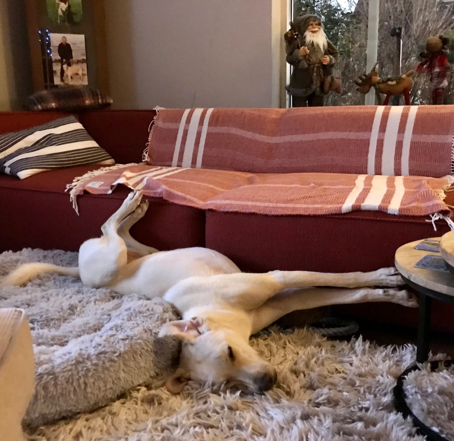 SOUL TO HELP ANIMALS e. V. - Tierschutzverein - Hund schläft auf Teppich