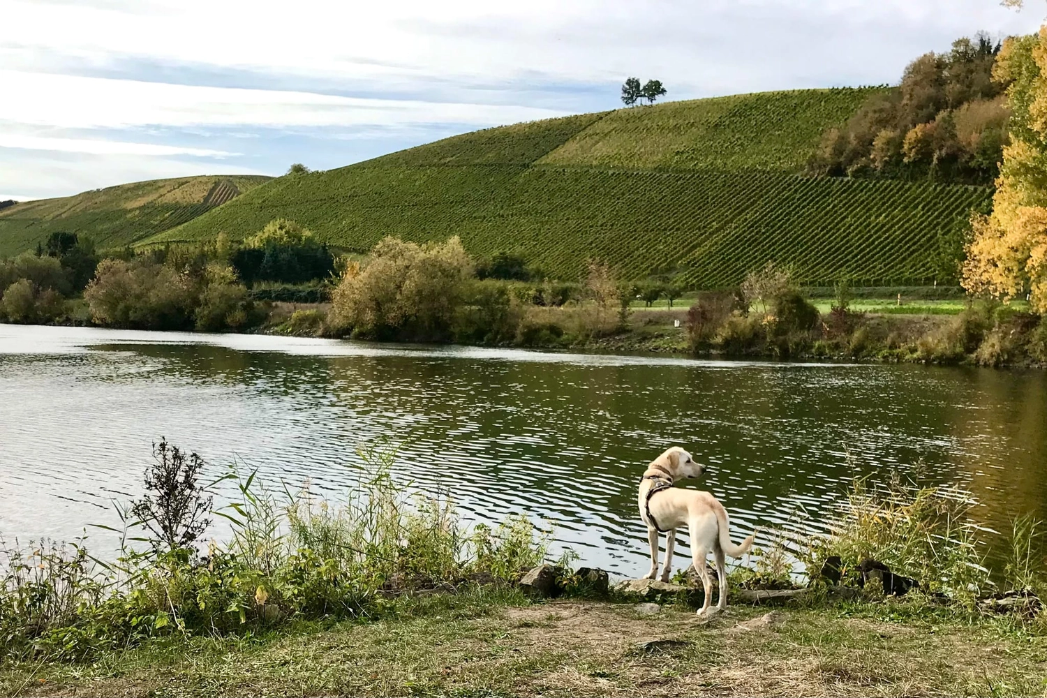 SOUL TO HELP ANIMALS e. V. - Tierschutzverein - Hund am See