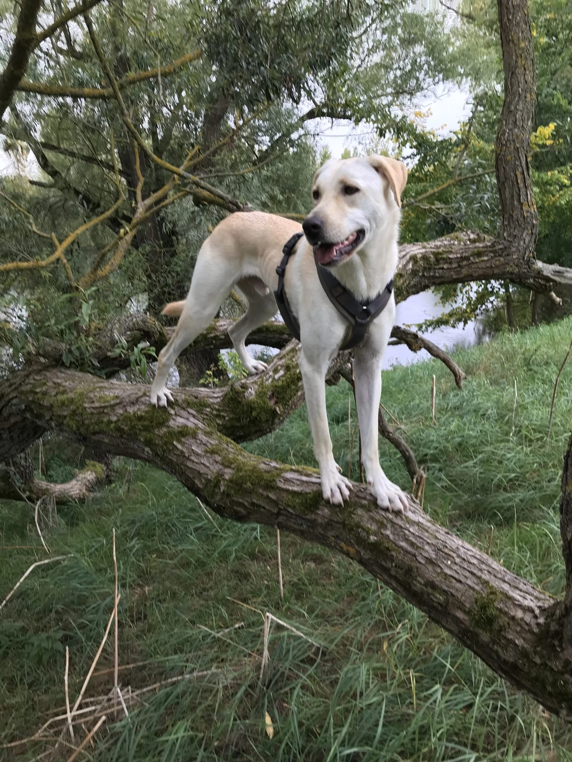 SOUL TO HELP ANIMALS e. V. - Tierschutzverein - Hund auf Baum