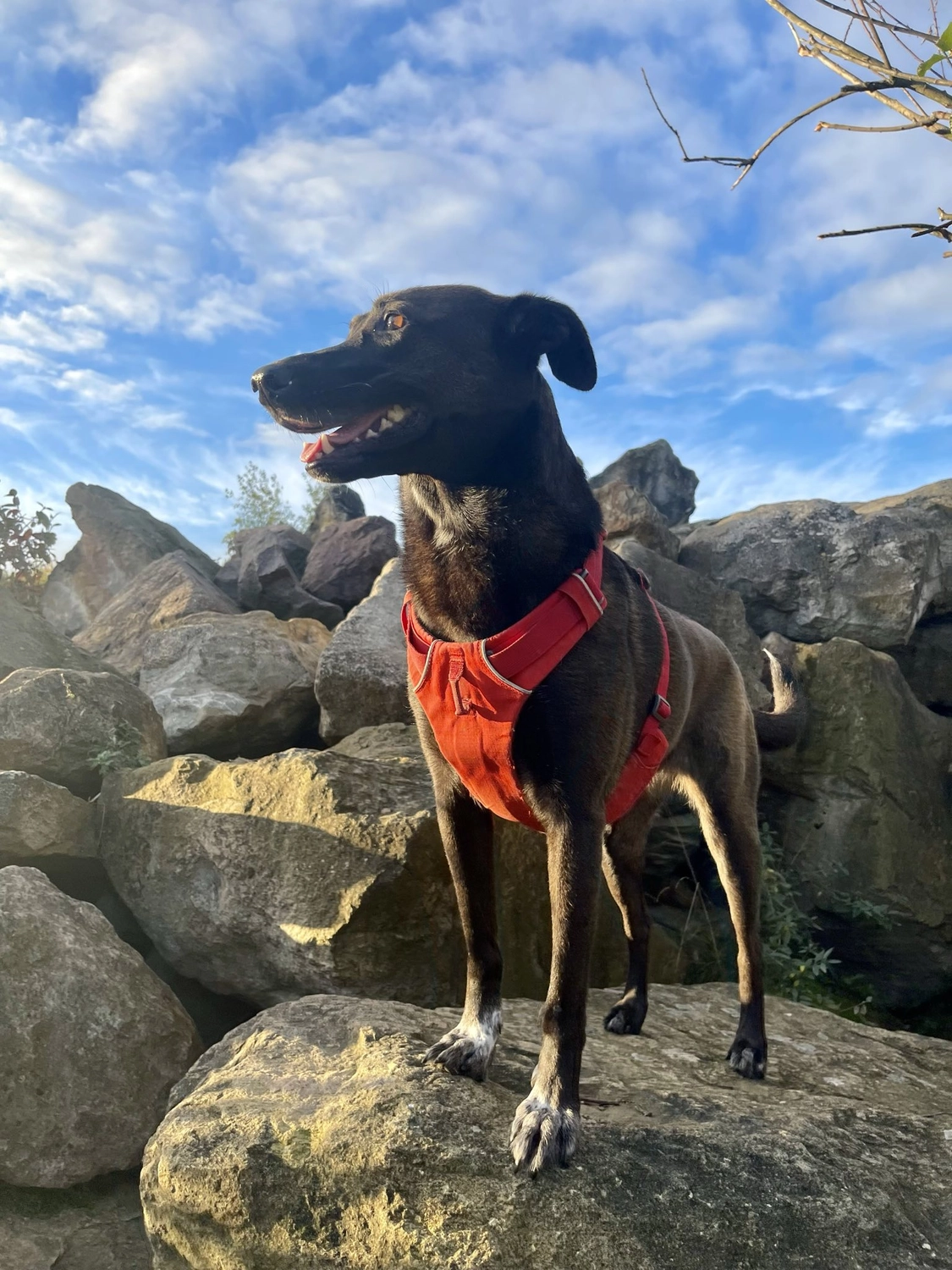 SOUL TO HELP ANIMALS e. V. - Tierschutzverein - Welpe