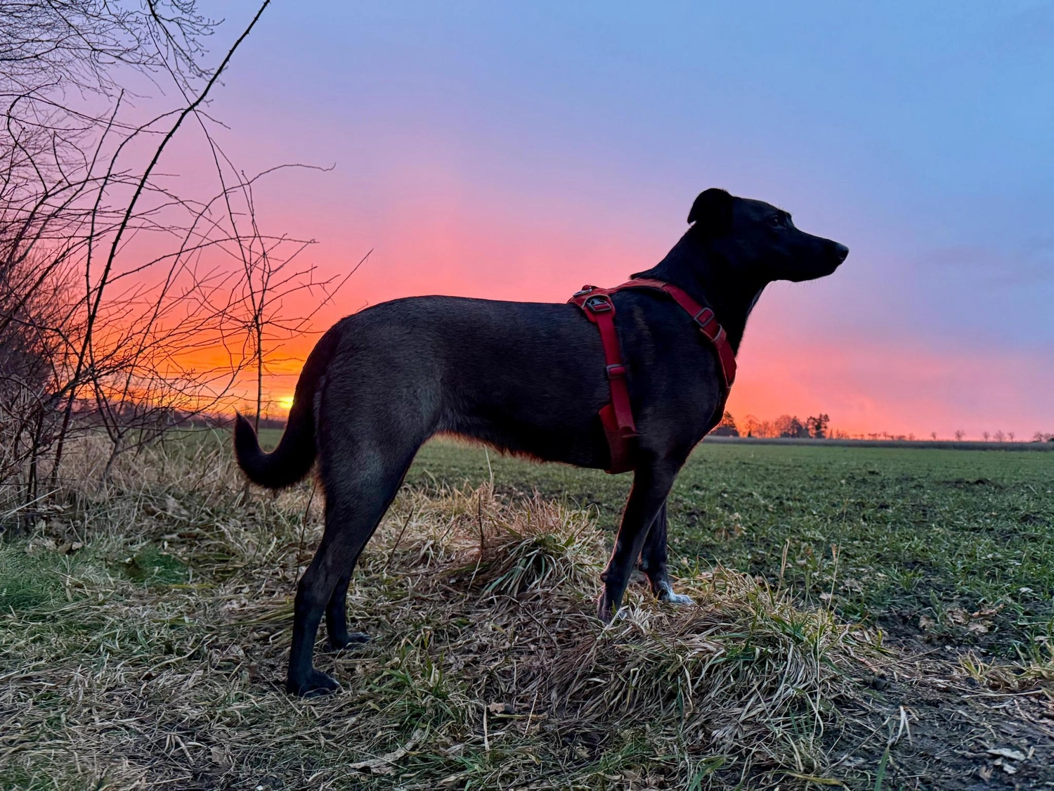 SOUL TO HELP ANIMALS e. V. - Tierschutzverein - Hund auf Baum