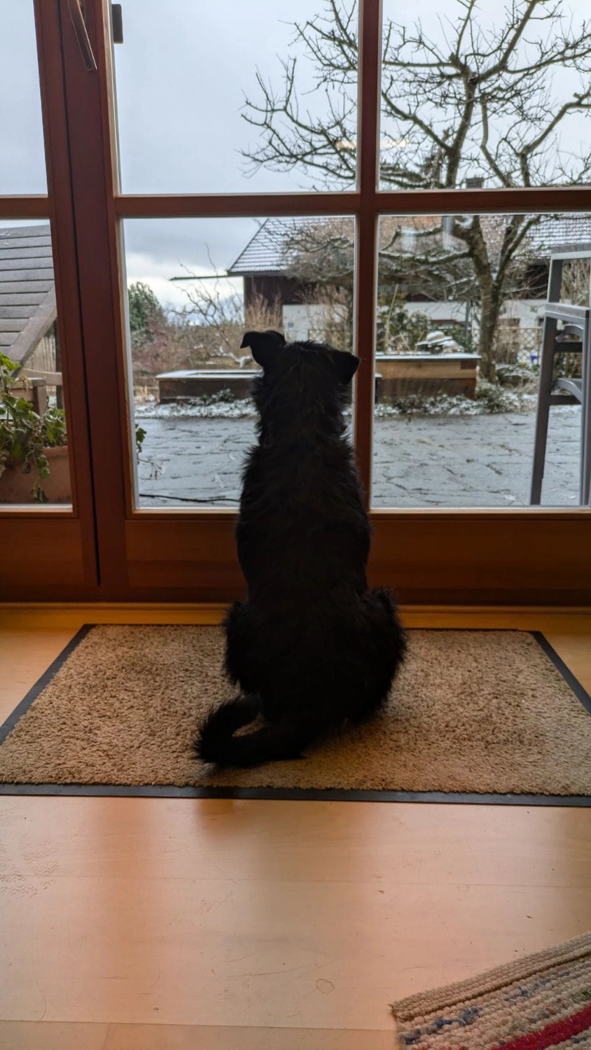 SOUL TO HELP ANIMALS e. V. - Tierschutzverein - Hund auf Baum