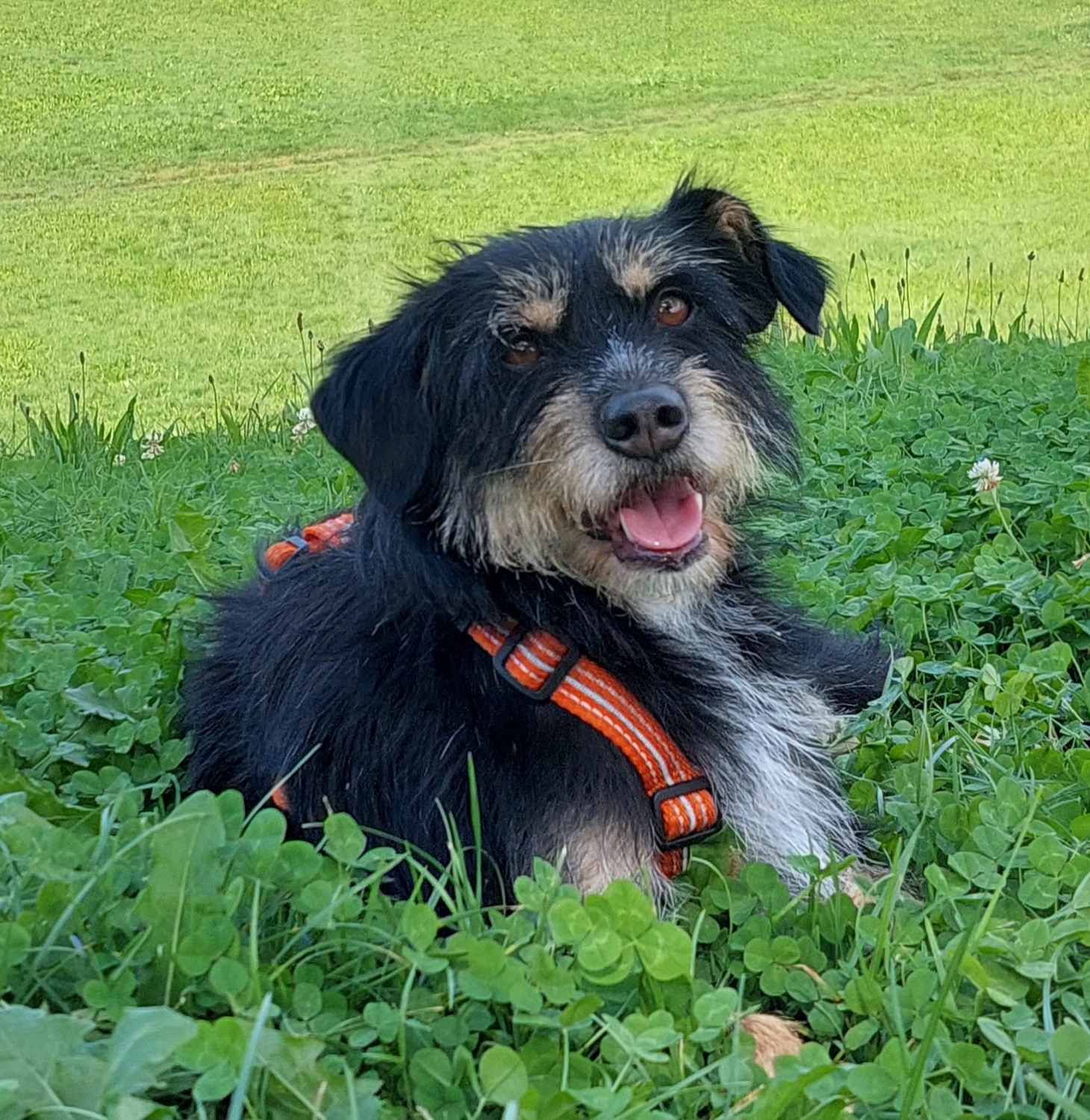 SOUL TO HELP ANIMALS e. V. - Tierschutzverein - Hund schläft auf Teppich