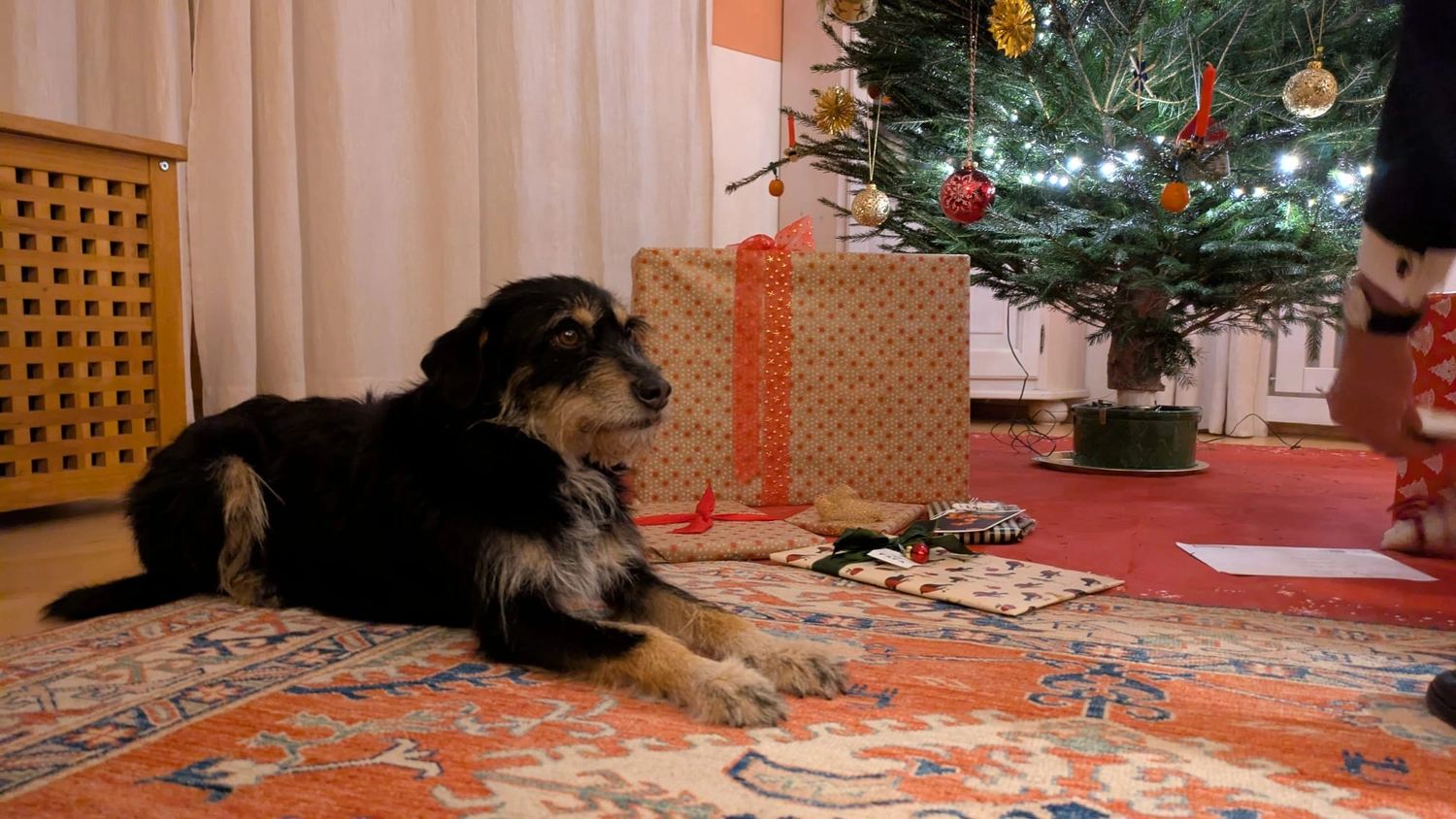 SOUL TO HELP ANIMALS e. V. - Tierschutzverein - Hund am See