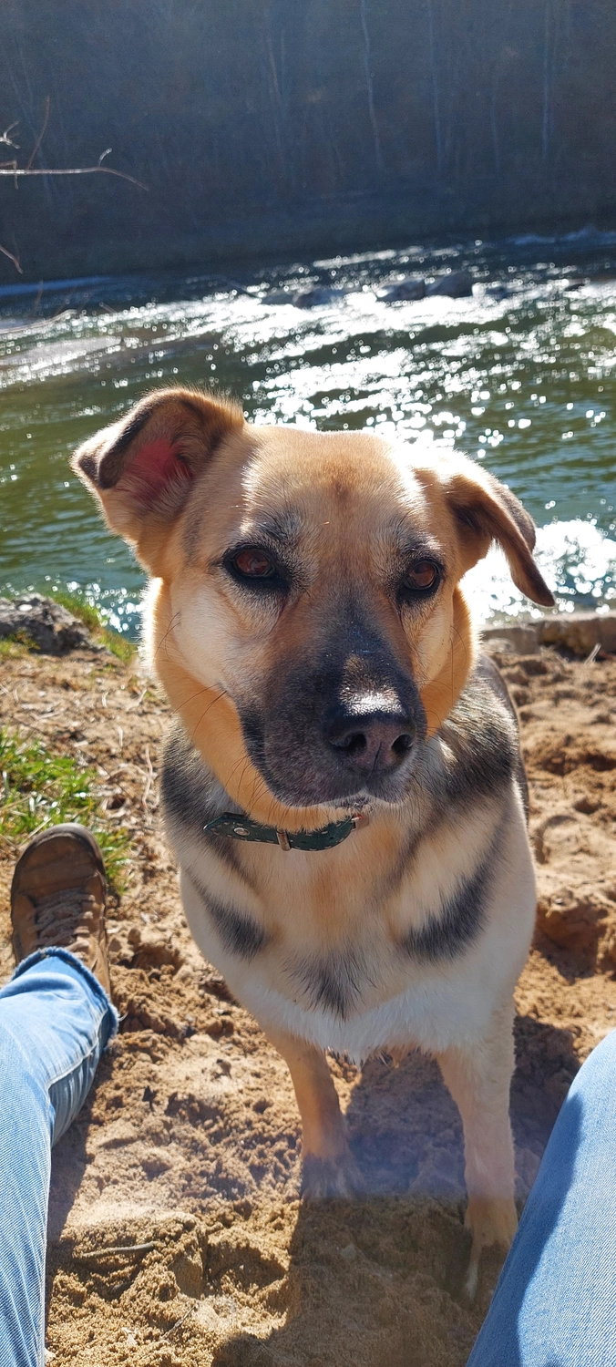 SOUL TO HELP ANIMALS e. V. - Tierschutzverein - Hund