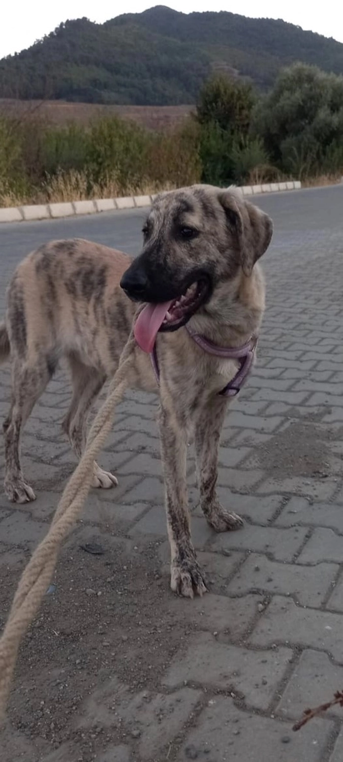 SOUL TO HELP ANIMALS e. V. - Tierschutzverein - Hund Toni