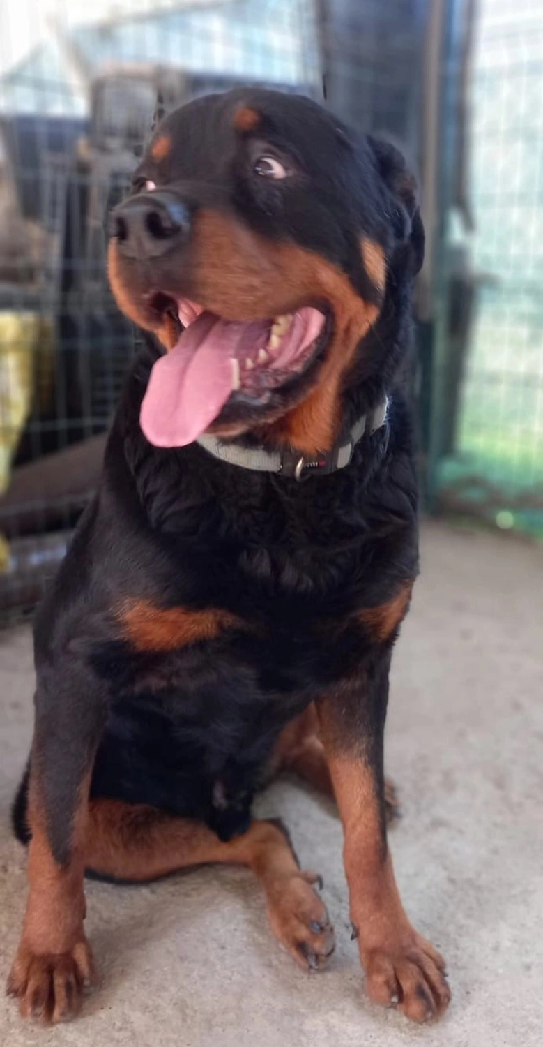 SOUL TO HELP ANIMALS e. V. - Tierschutzverein - Hund Paşa  