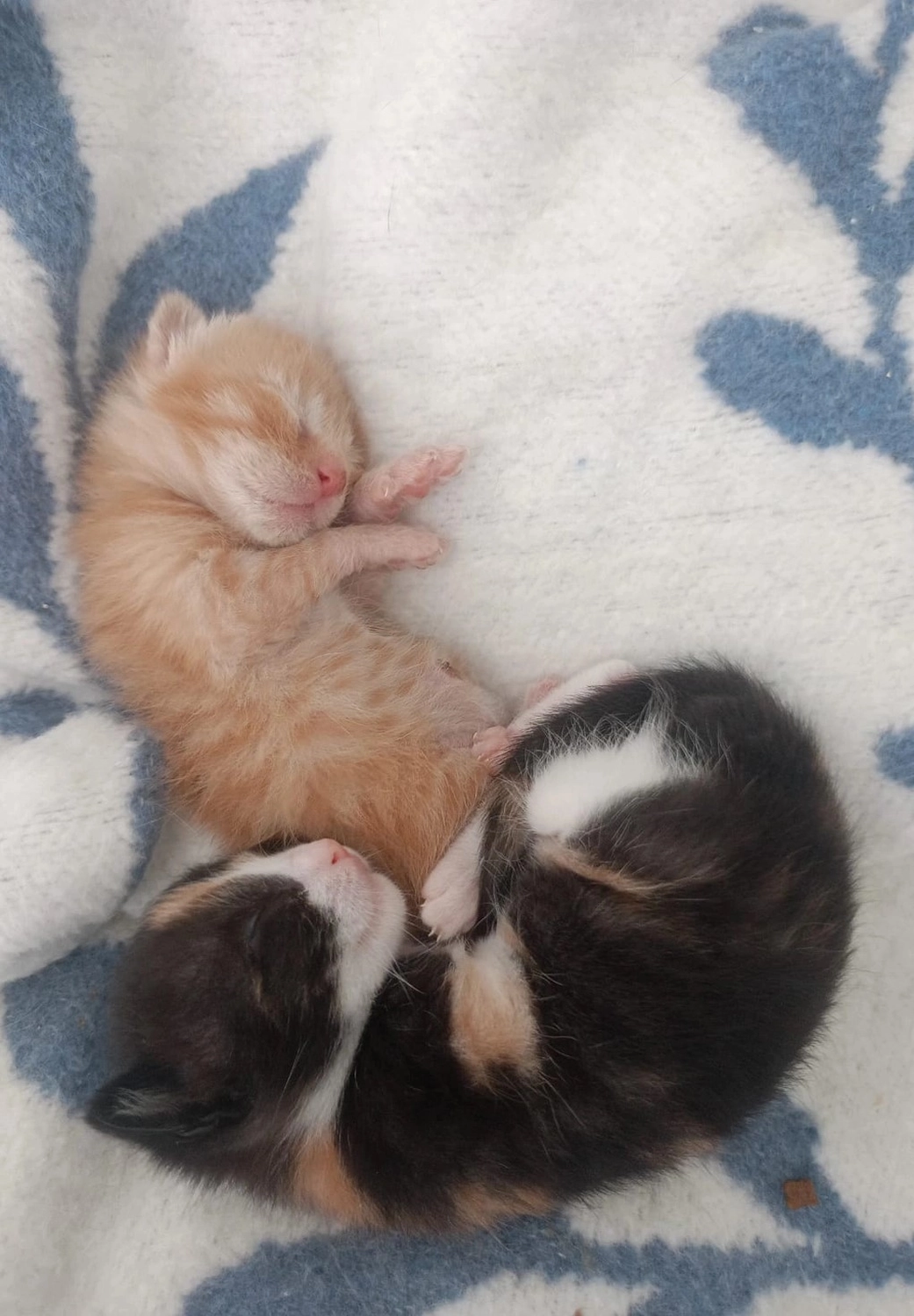 SOUL TO HELP ANIMALS e. V. - Tierschutzverein - Kätzchen