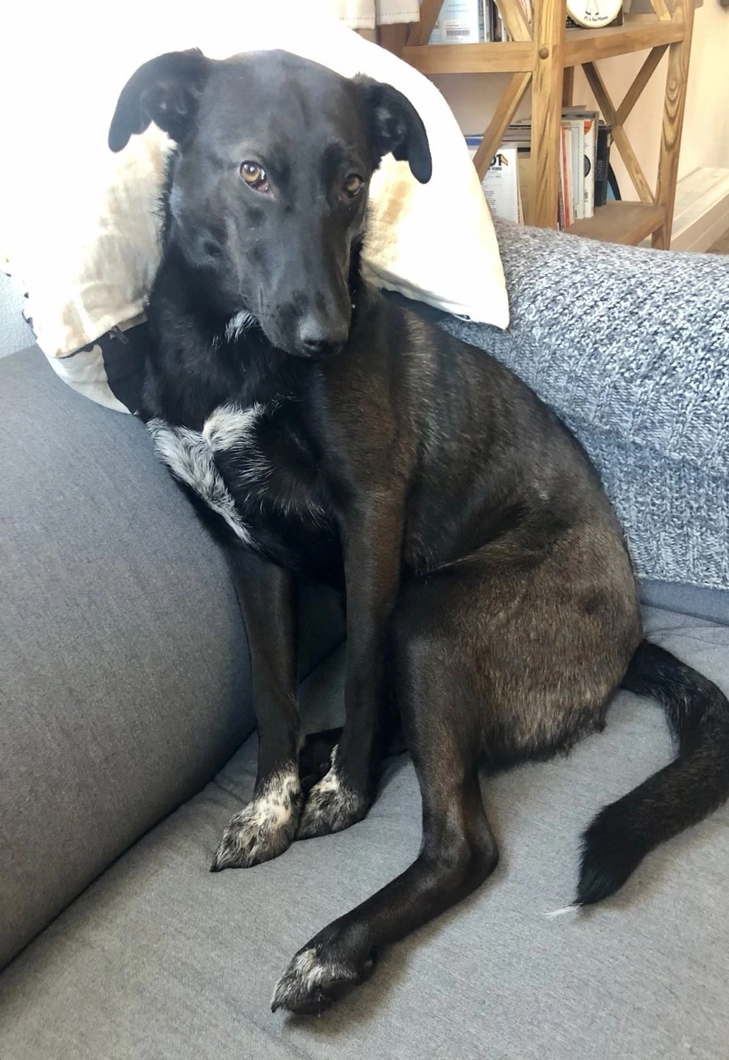 SOUL TO HELP ANIMALS e. V. - Tierschutzverein - Hund schläft auf Teppich