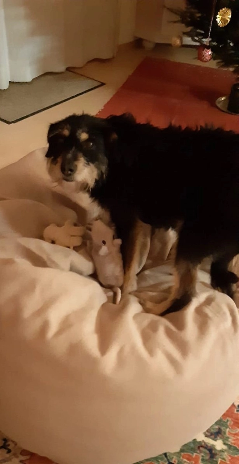 SOUL TO HELP ANIMALS e. V. - Tierschutzverein - Hund auf Baum