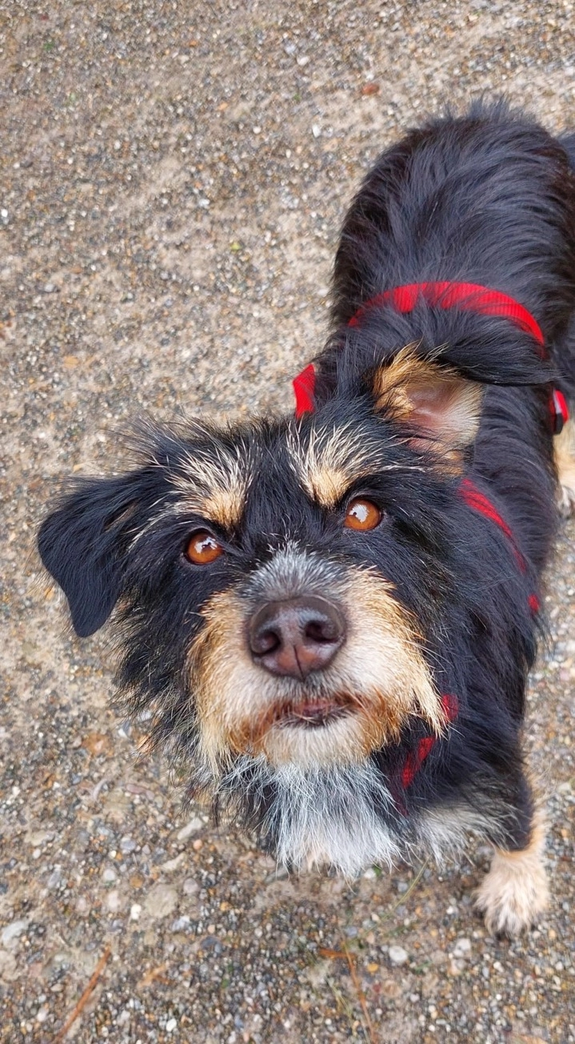 SOUL TO HELP ANIMALS e. V. - Tierschutzverein - Welpe