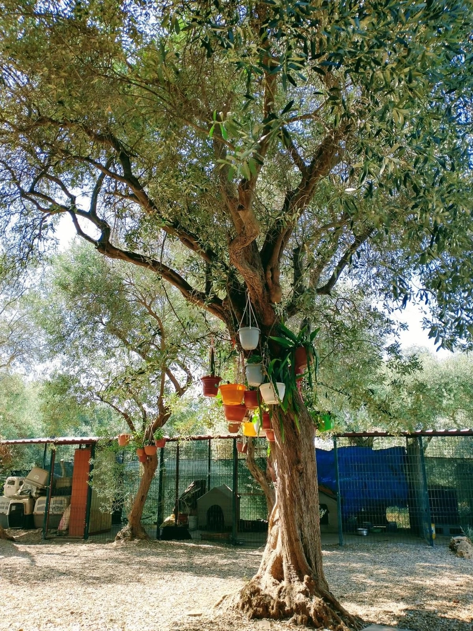 SOUL TO HELP ANIMALS e. V. - Tierschutzverein - Auffangstation für Hunde und Katzen in Izmir