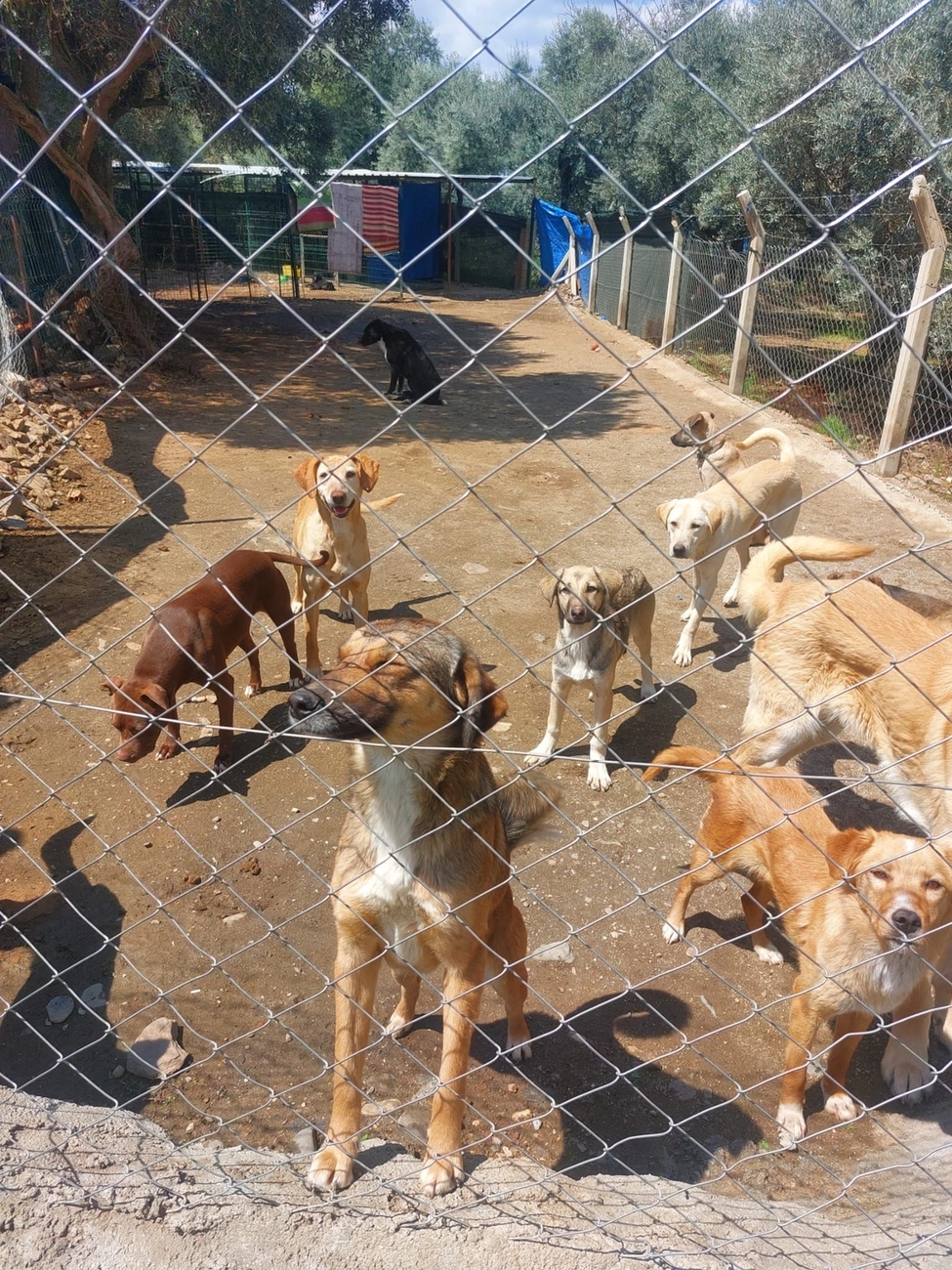SOUL TO HELP ANIMALS e. V. - Tierschutzverein - Auffangstation für Hunde und Katzen in Izmir