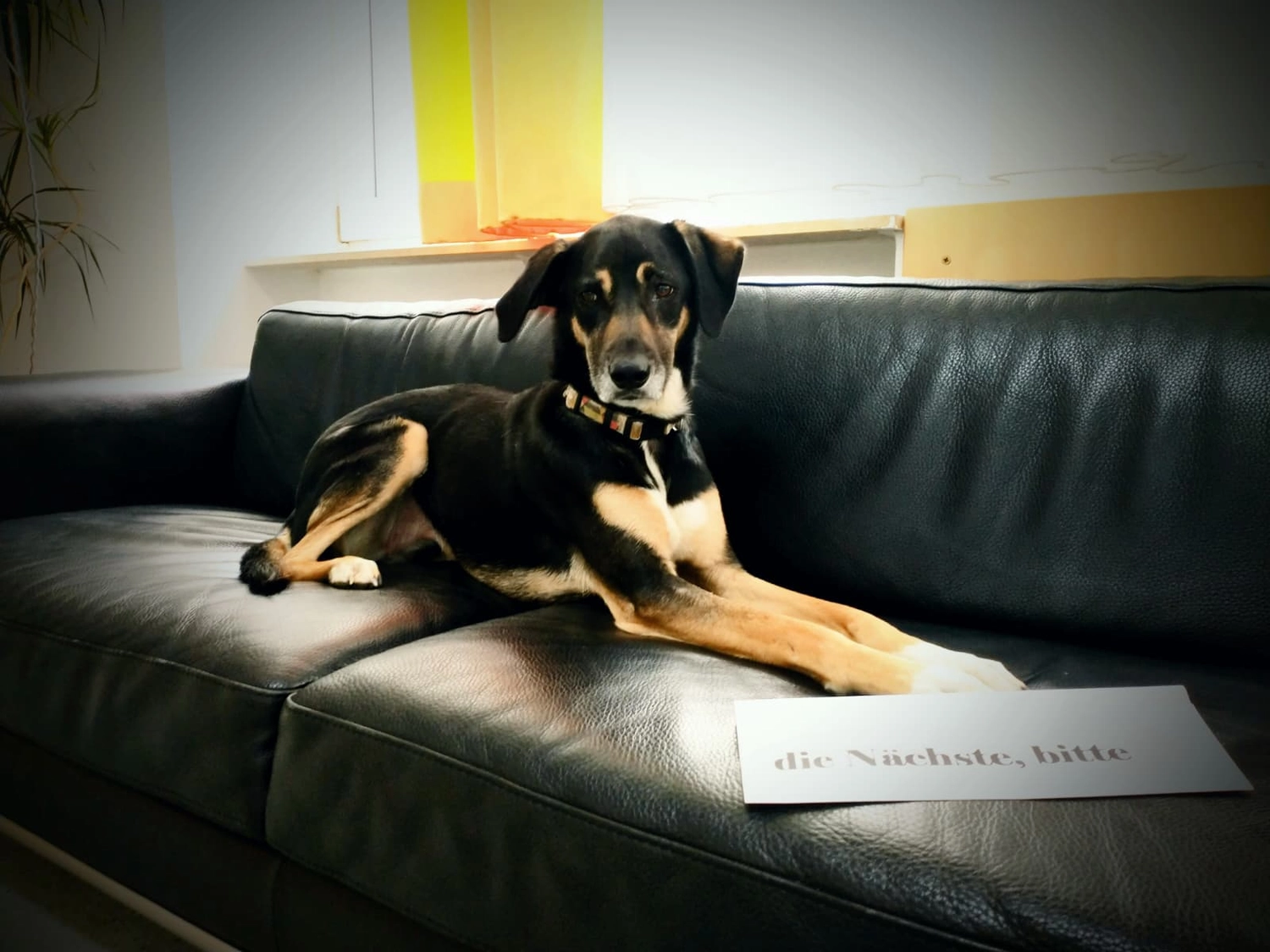 SOUL TO HELP ANIMALS e. V. - Tierschutzverein - Welpe