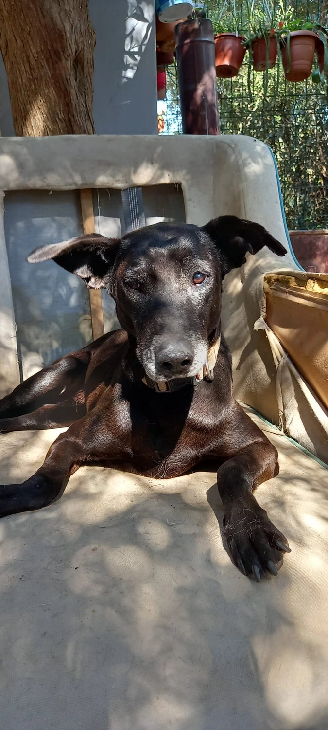SOUL TO HELP ANIMALS e. V. - Tierschutzverein - Hund Momo