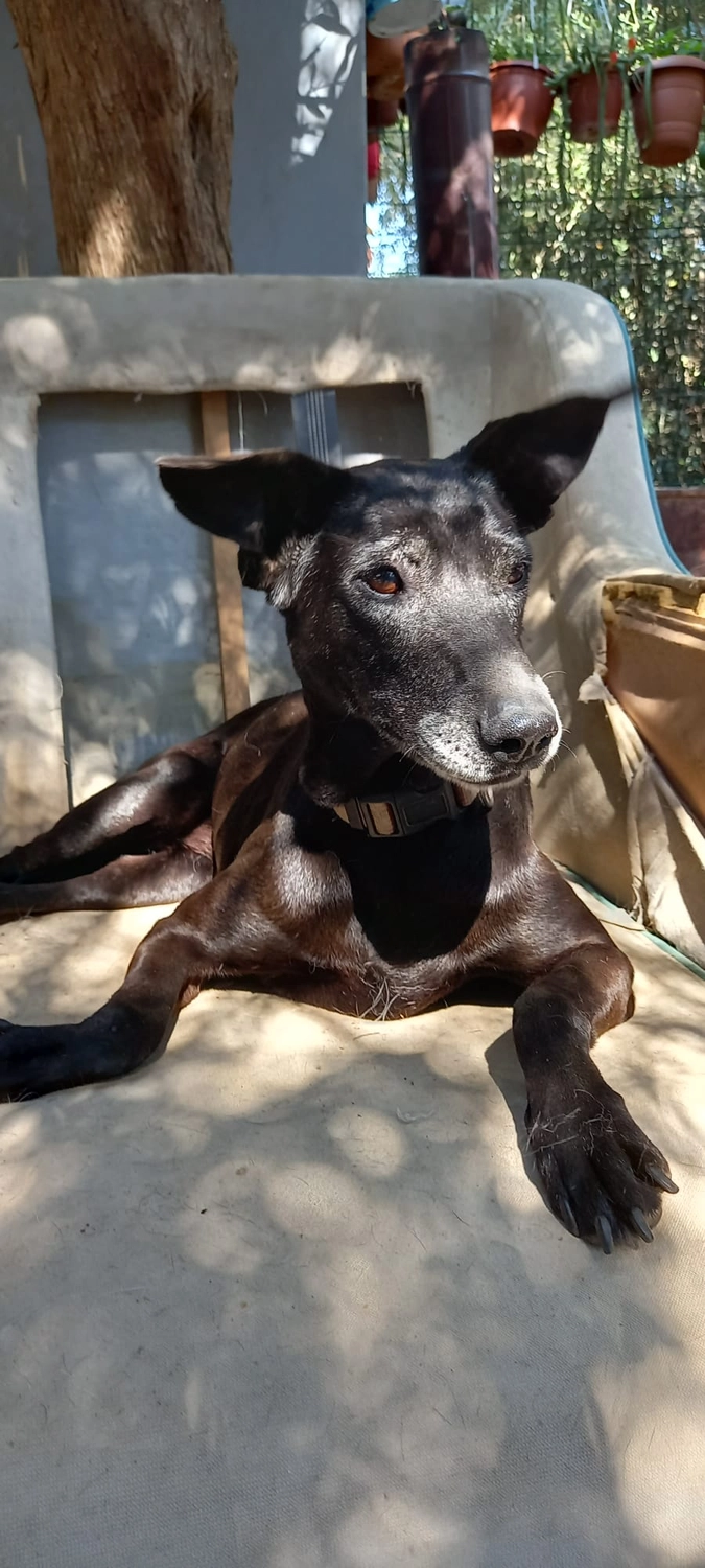SOUL TO HELP ANIMALS e. V. - Tierschutzverein - Hund Momo