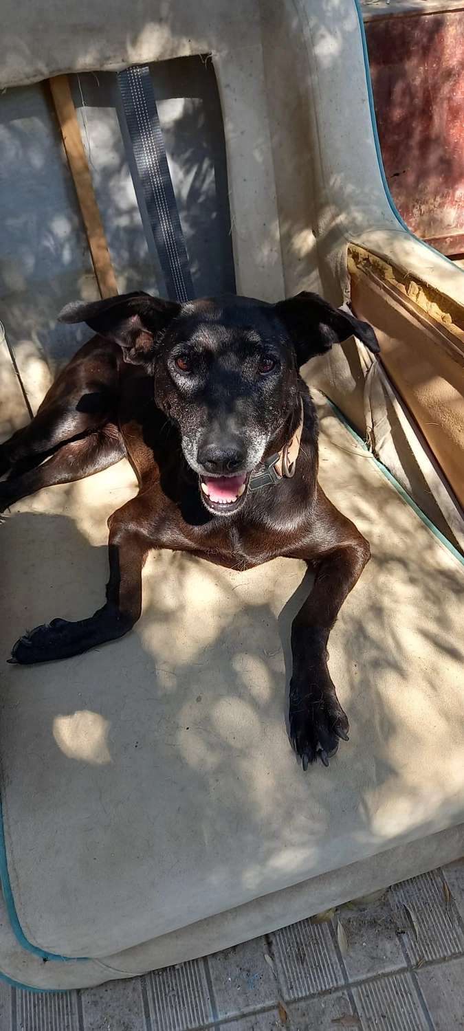 SOUL TO HELP ANIMALS e. V. - Tierschutzverein - Hund Momo