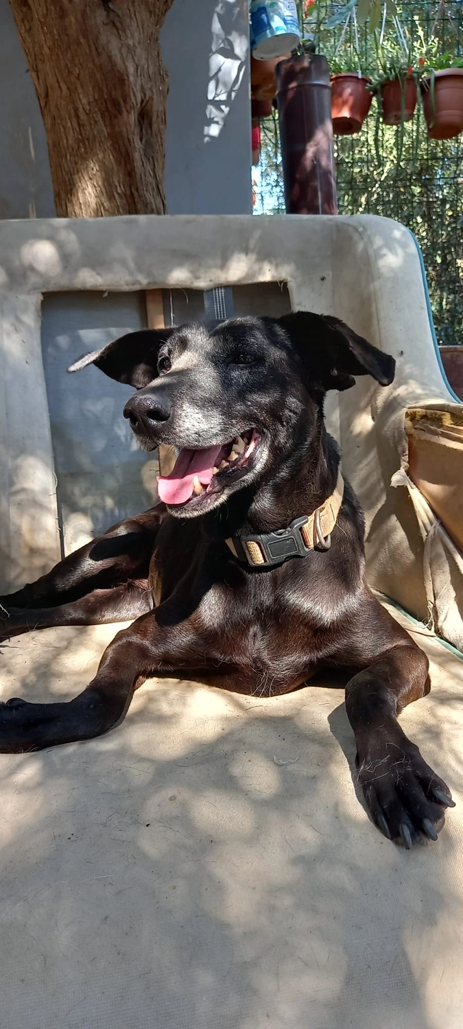 SOUL TO HELP ANIMALS e. V. - Tierschutzverein - Hund Momo